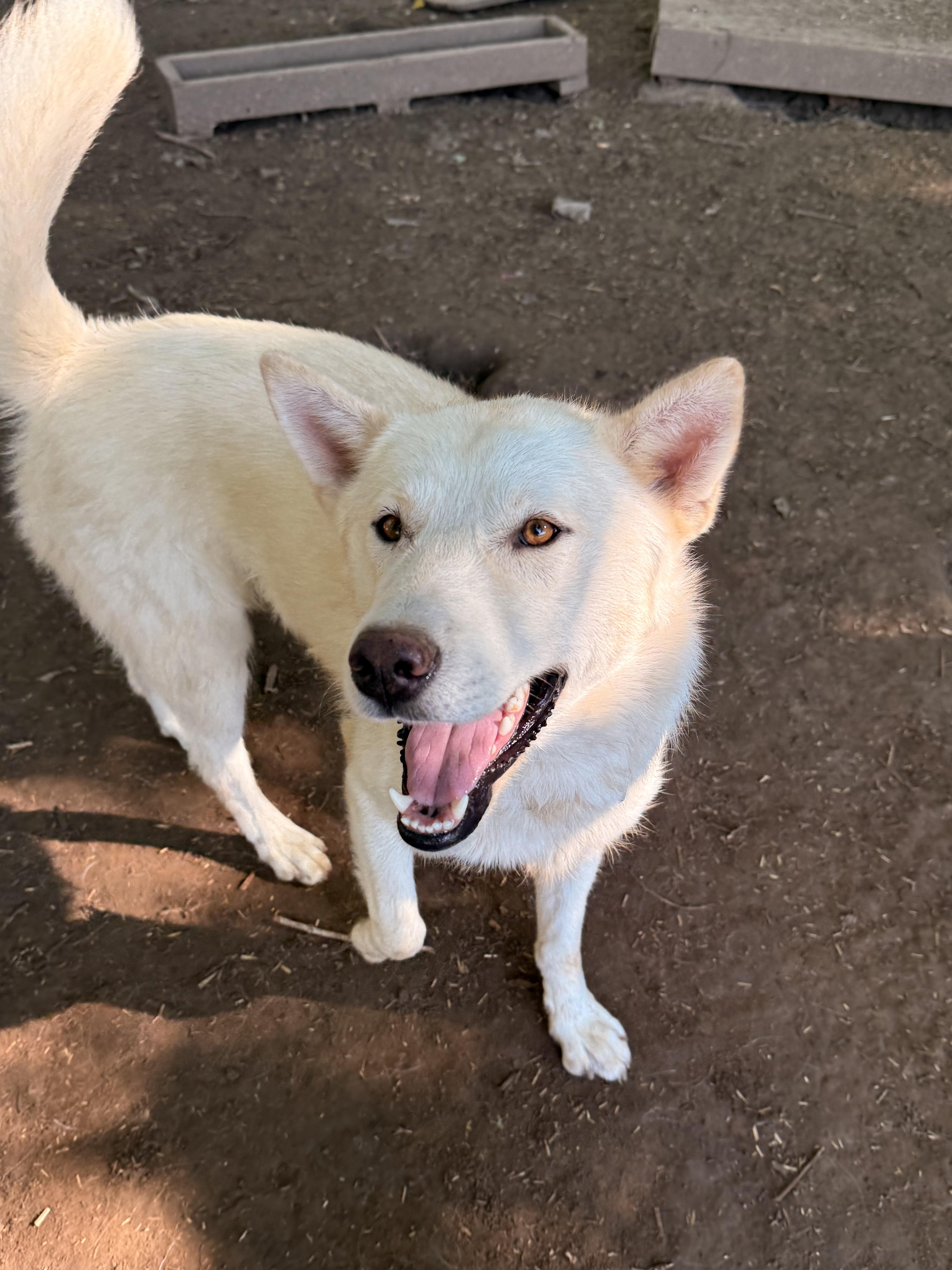 Casper, an adoptable White German Shepherd, Husky in Addison, ON, K0E 1A0 | Photo Image 4