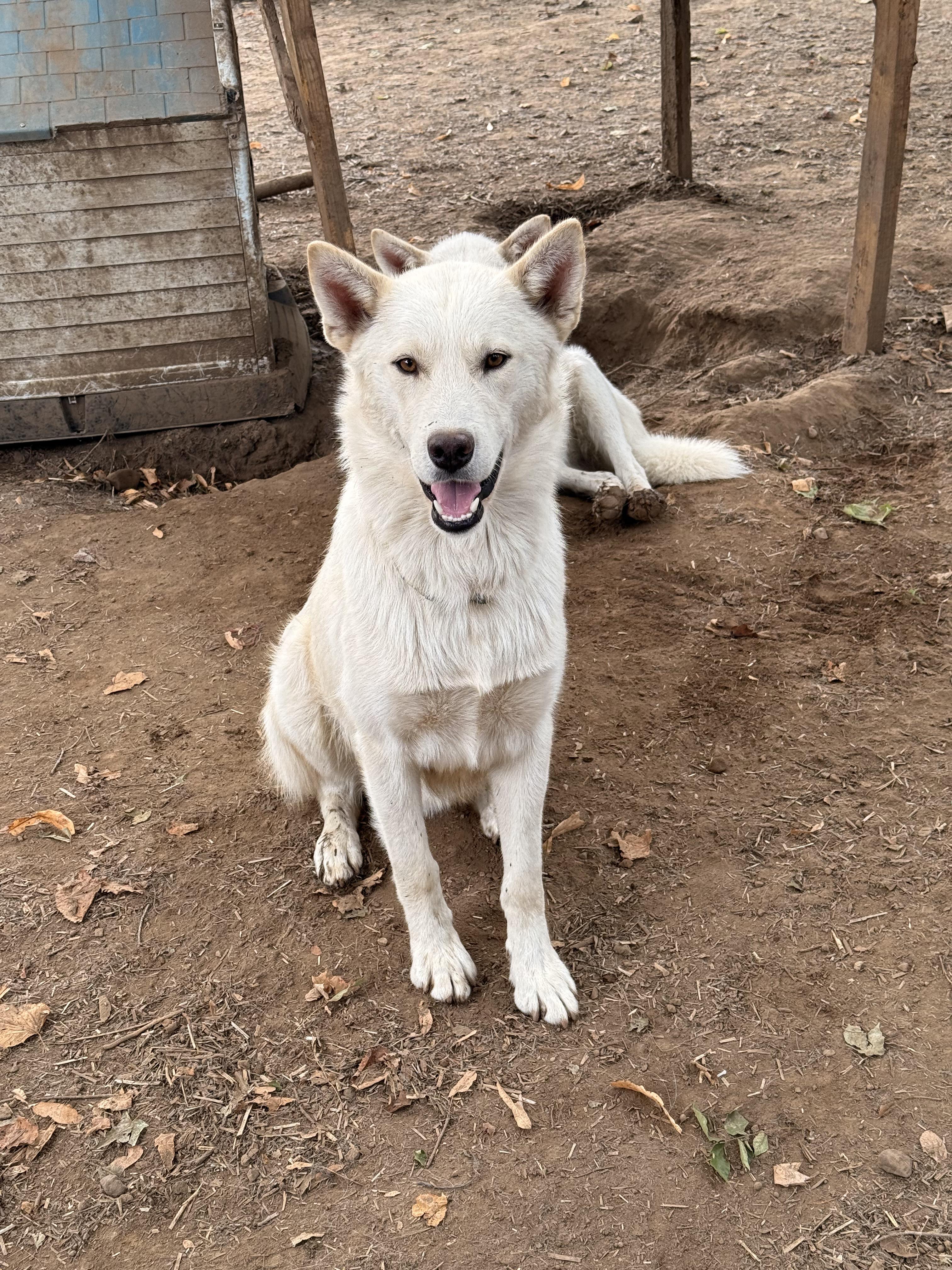 Casper, an adoptable White German Shepherd, Husky in Addison, ON, K0E 1A0 | Photo Image 6