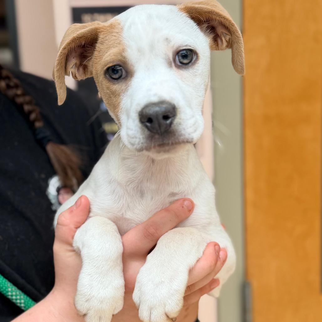 Gus, Adoptable, Puppy Male Terrier.