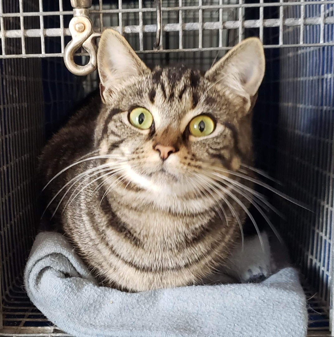 Sally Mae, a Adoptable Domestic Short Hair in Myrtle Beach, SC image 1/11