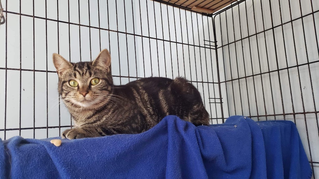 Sally Mae, a Adoptable Domestic Short Hair in Myrtle Beach, SC image 2/11