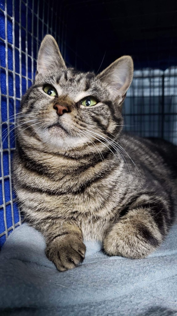 Sally Mae, a Adoptable Domestic Short Hair in Myrtle Beach, SC image 3/11