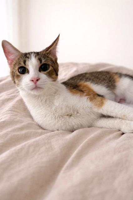 Eleanor, adopted, Young Female Domestic Short Hair.