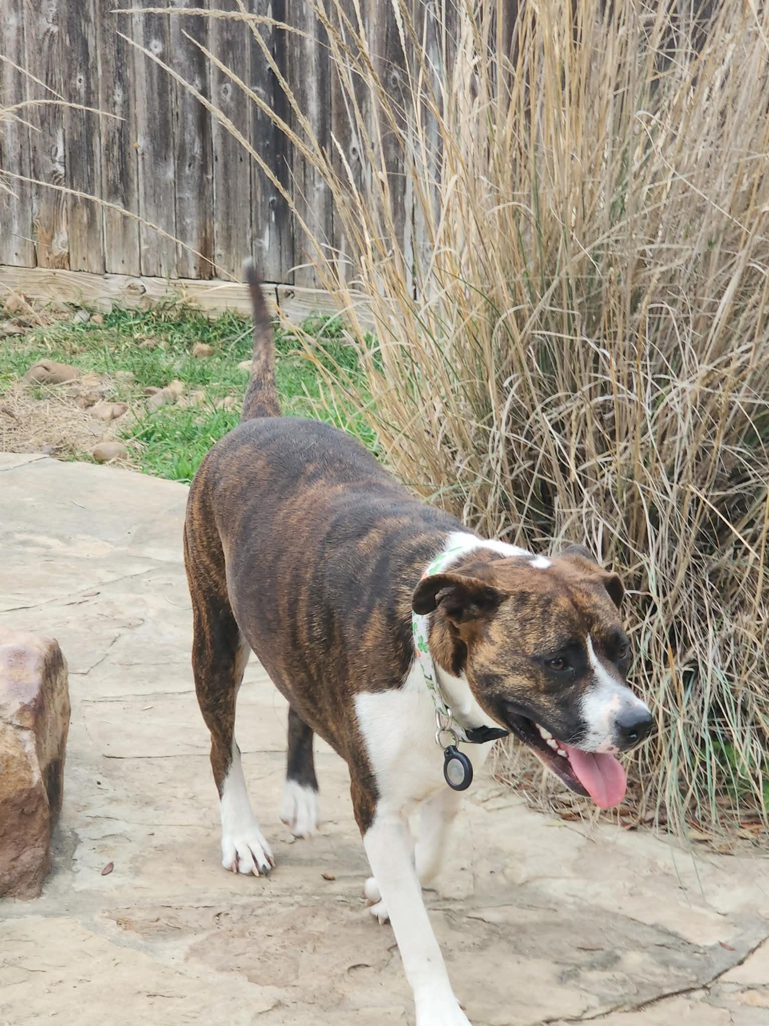 Enlarge Narni, a Adoptable mixed breed in Grand Rapids, MI image 5/5
