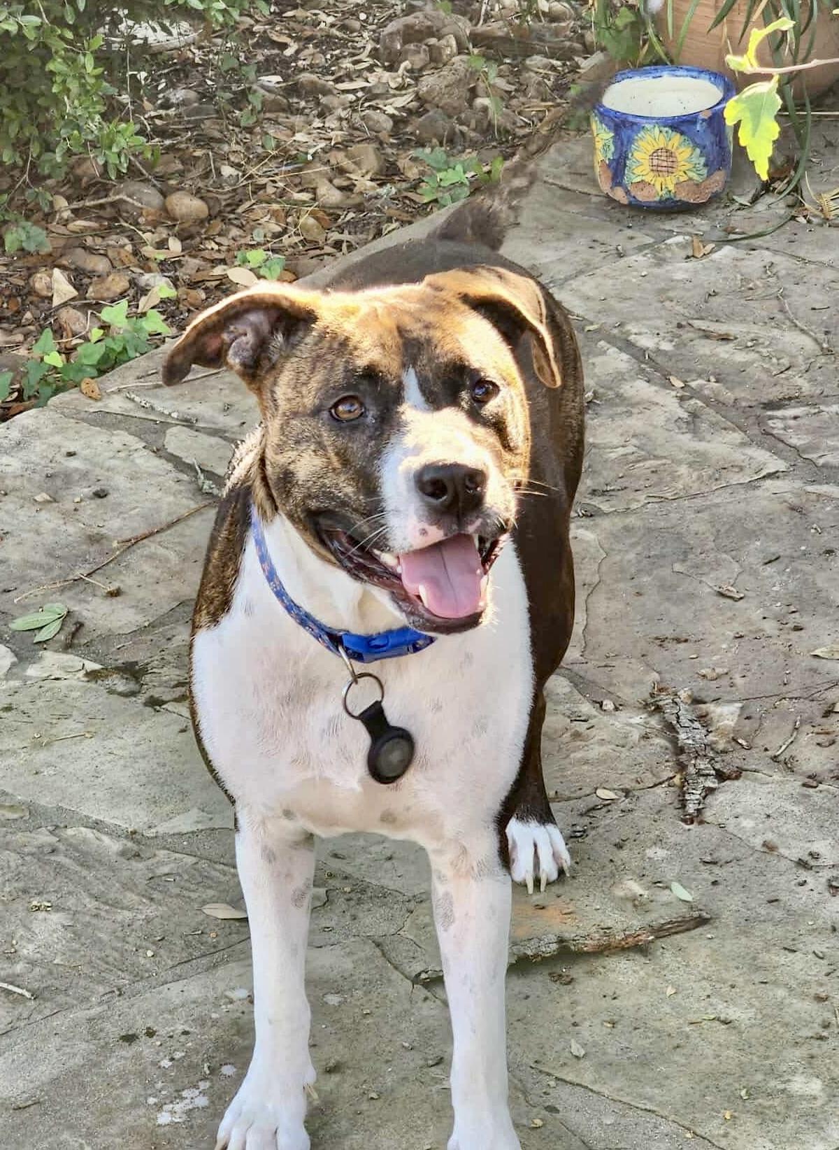 Enlarge Narni, a Adoptable mixed breed in Grand Rapids, MI image 2/5