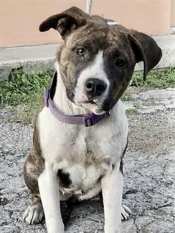 Narni, Adoptable, Young Female American Staffordshire Terrier.