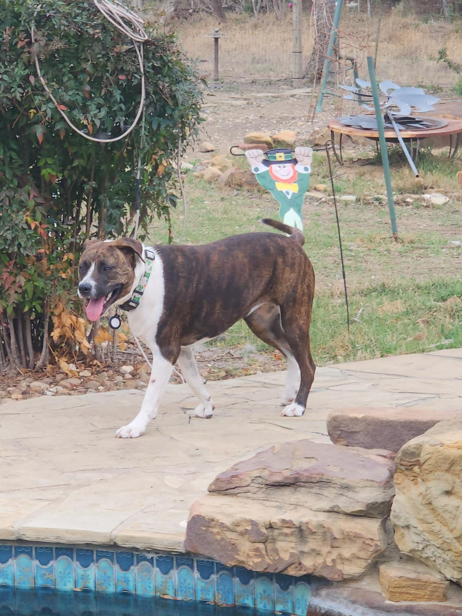 Enlarge Narni, a Adoptable mixed breed in Grand Rapids, MI image 3/5