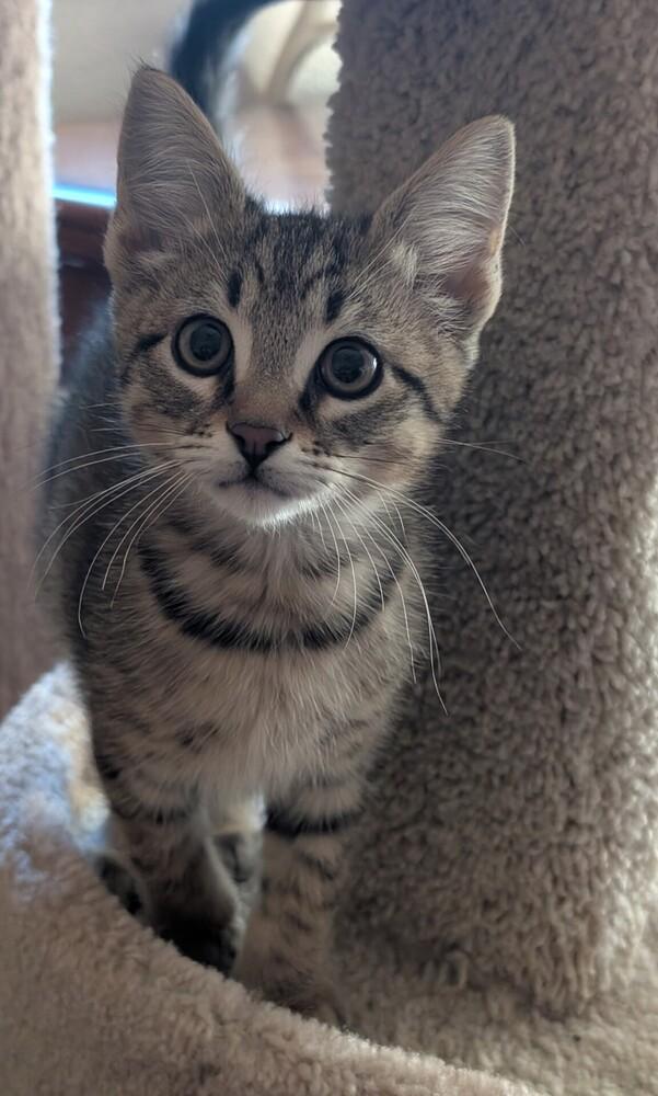 Enlarge Nutmeg, a Adoptable mixed breed in Richardson, TX image 1/4