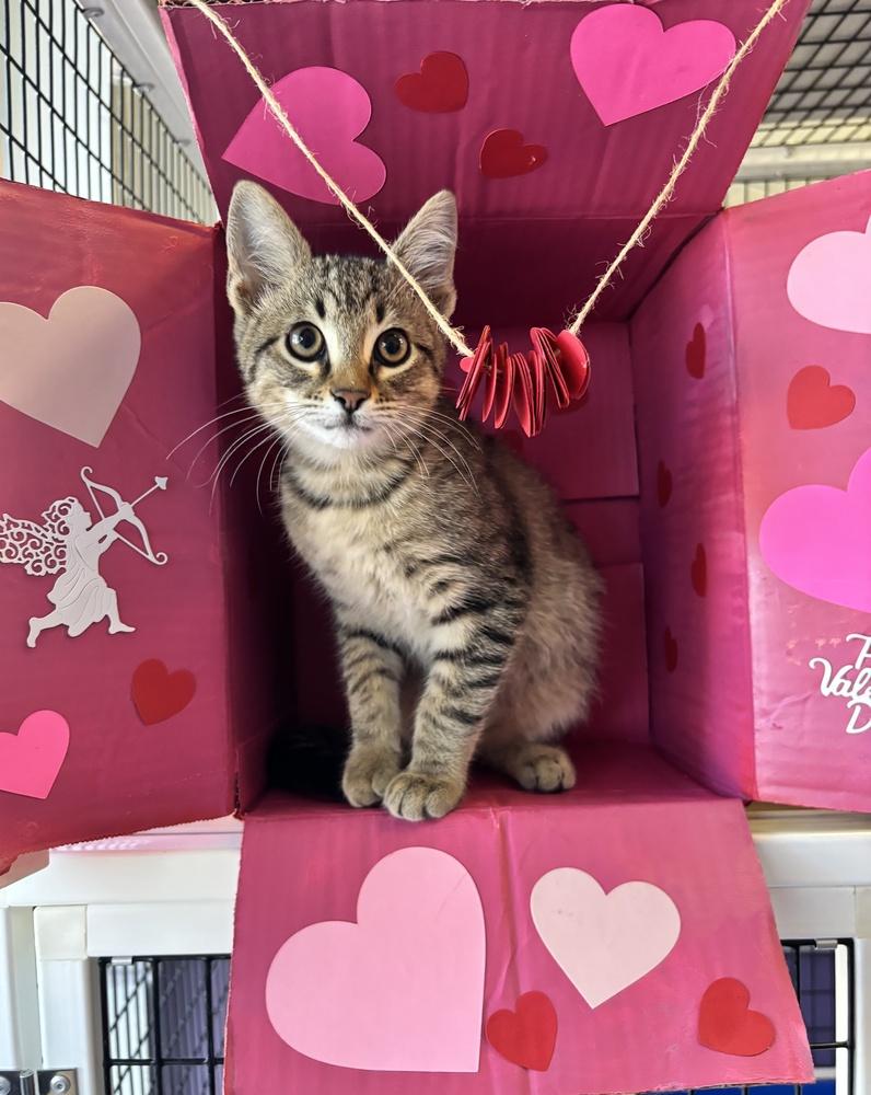 Nutmeg, Adoptable, Kitten Male Tabby & Domestic Short Hair.