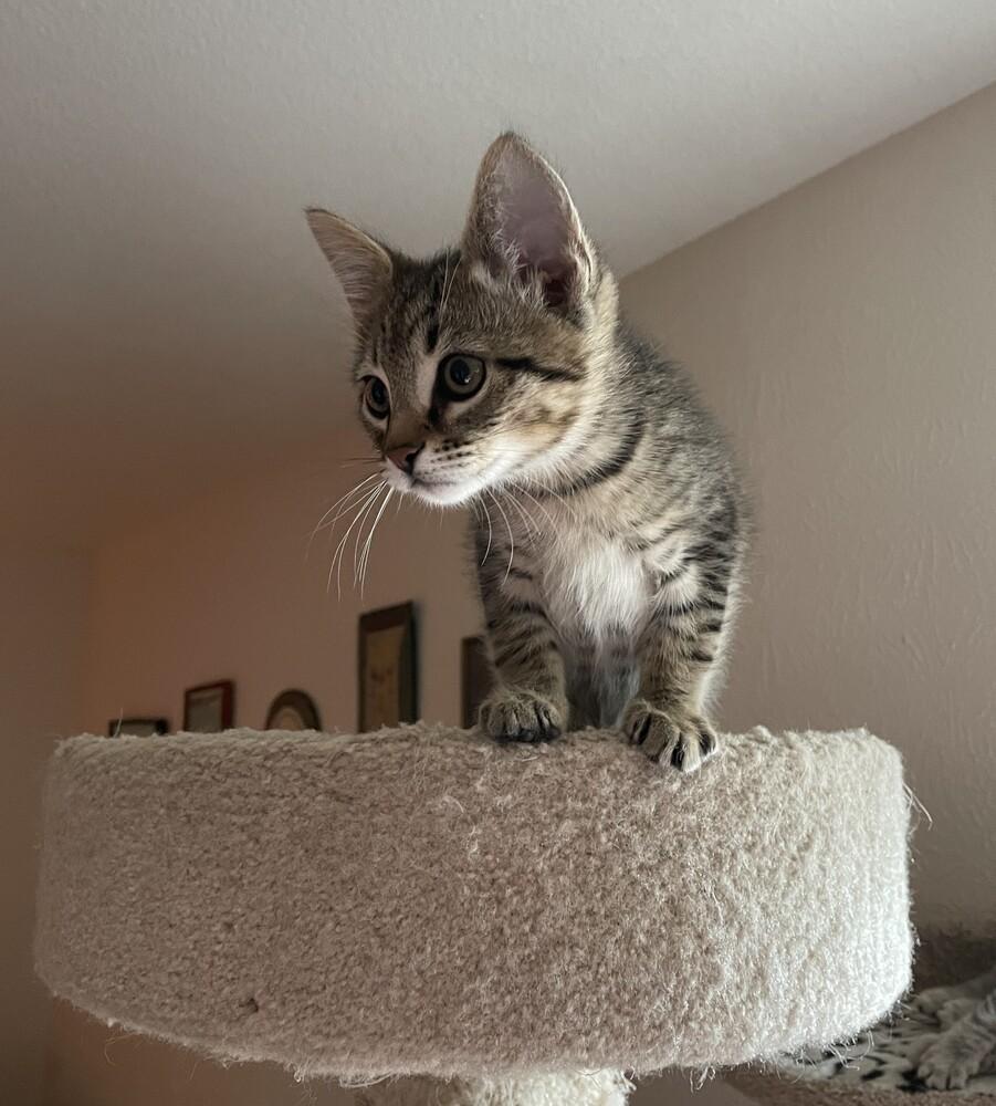 Enlarge Nutmeg, a Adoptable mixed breed in Richardson, TX image 2/4