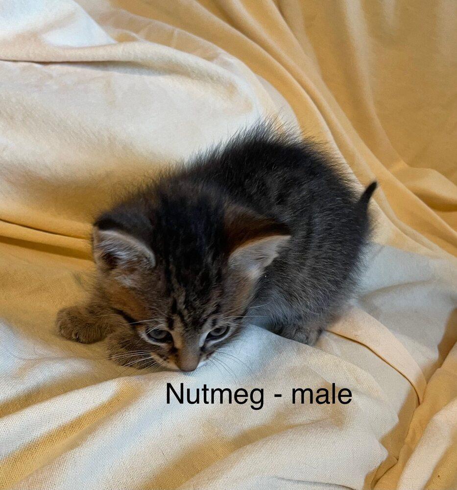 Enlarge Nutmeg, a Adoptable mixed breed in Richardson, TX image 3/4