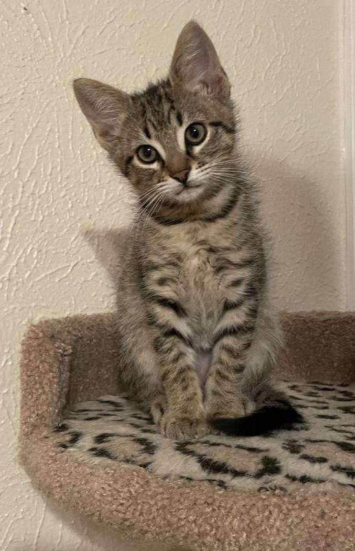 Enlarge Nutmeg, a Adoptable mixed breed in Richardson, TX image 4/4