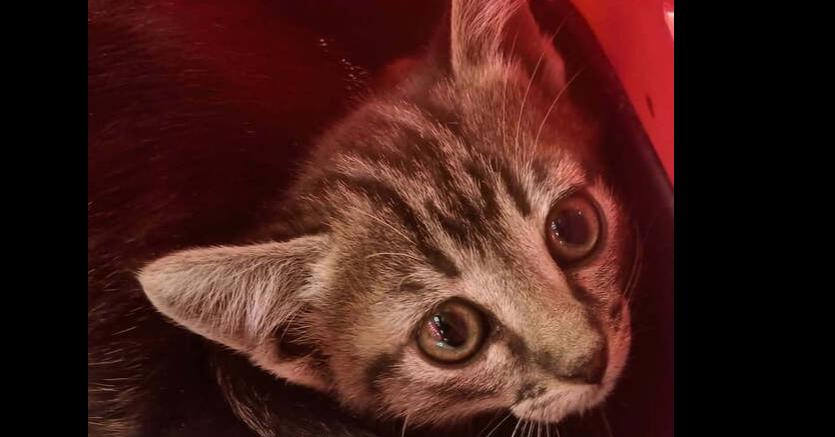 Pearl, Adoptable, Kitten Female Domestic Short Hair.