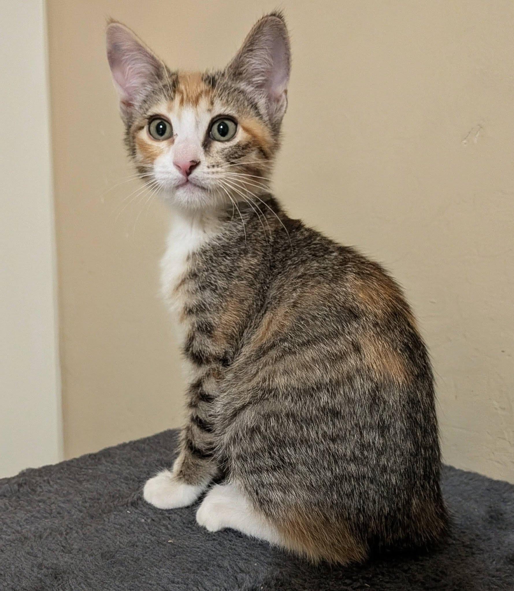Enlarge Clove, an adopted Domestic Short Hair in Queen Creek, AZ image 2/4