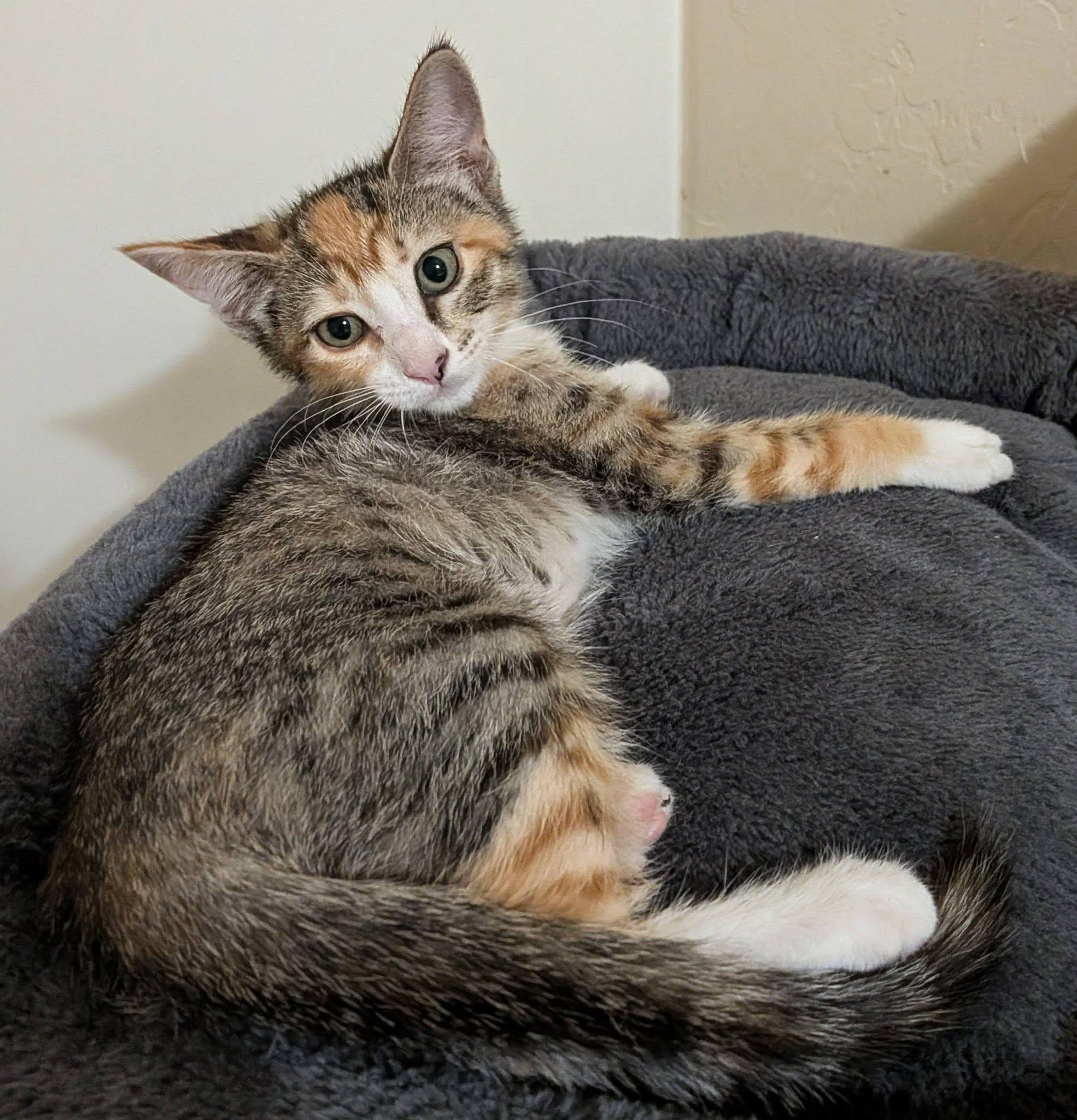 Enlarge Clove, an adopted Domestic Short Hair in Queen Creek, AZ image 4/4