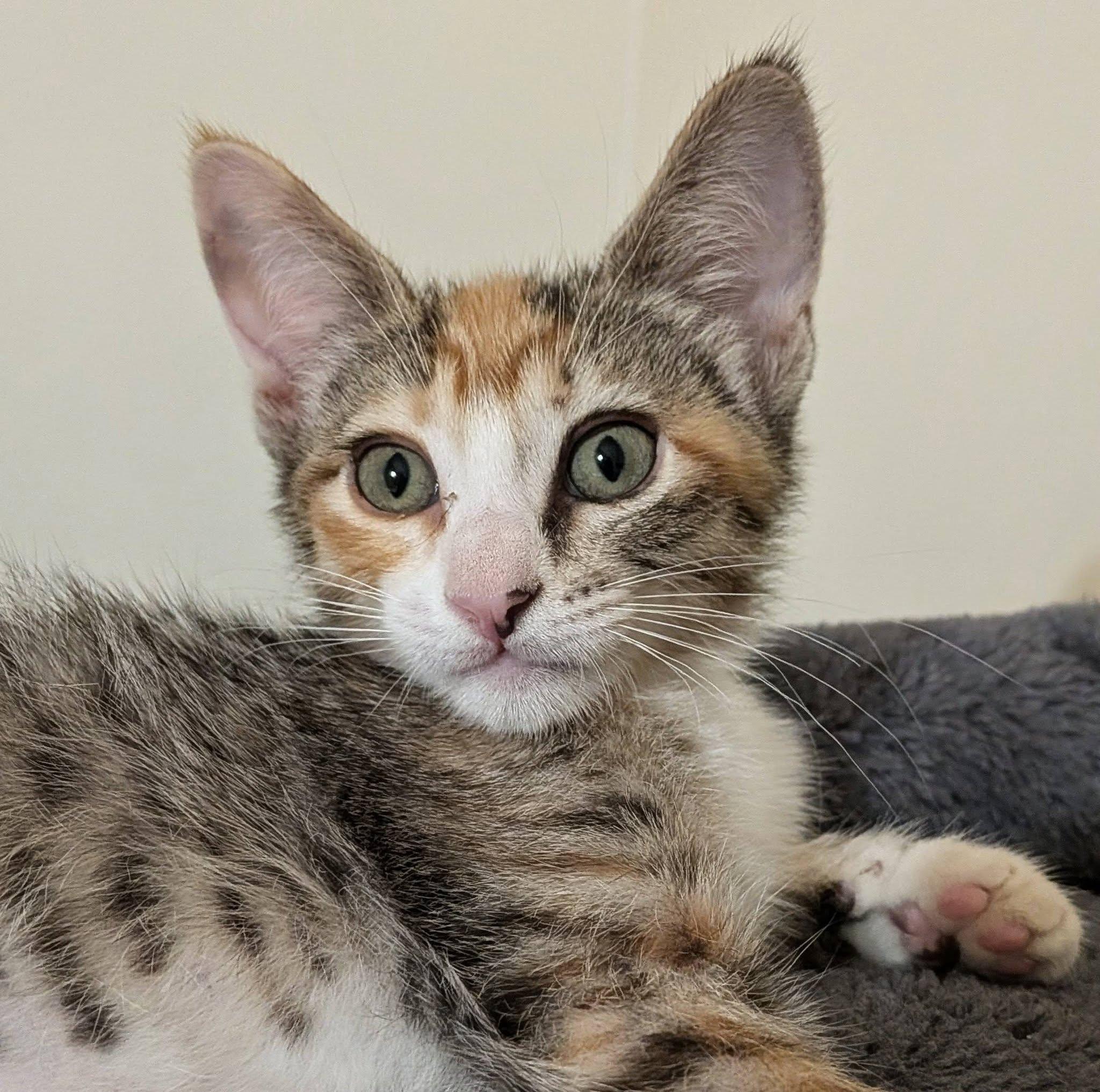Enlarge Clove, an adopted Domestic Short Hair in Queen Creek, AZ image 3/4