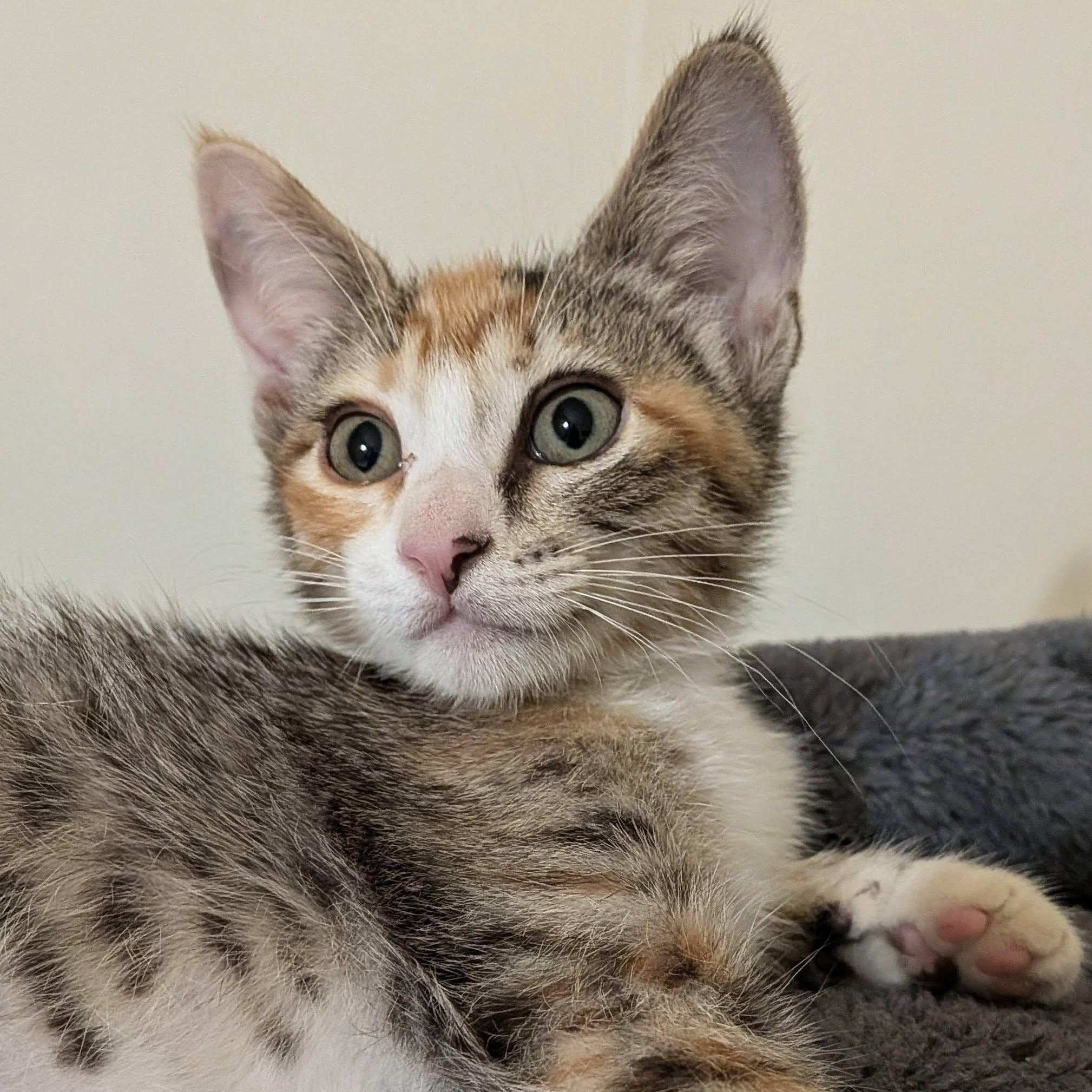 Enlarge Clove, an adopted Domestic Short Hair in Queen Creek, AZ image 1/4