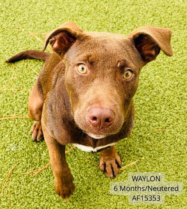 Enlarge Waylon, a Adoptable Pit Bull Terrier in Supply, NC image 1/1