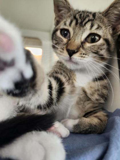 Luka, Adoptable, Young Male Domestic Short Hair & Domestic Short Hair.