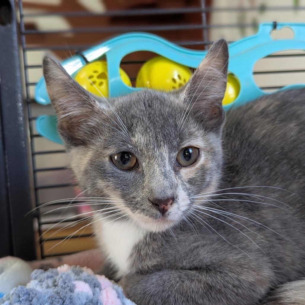 Dior, Baby Female Dilute Tortoiseshell