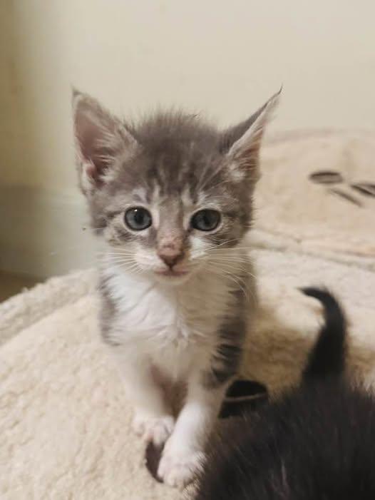 Betty, Adoptable, Kitten Female Domestic Short Hair.