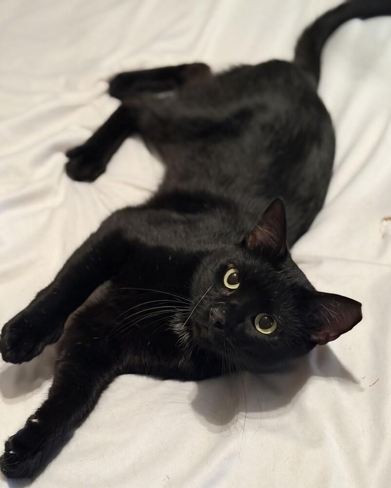 Soot, Adoptable, Young Male Domestic Short Hair & Bombay.