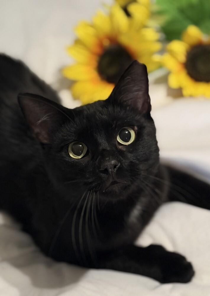 Soot, a Adoptable mixed breed in Little Rock, AR image 2/4