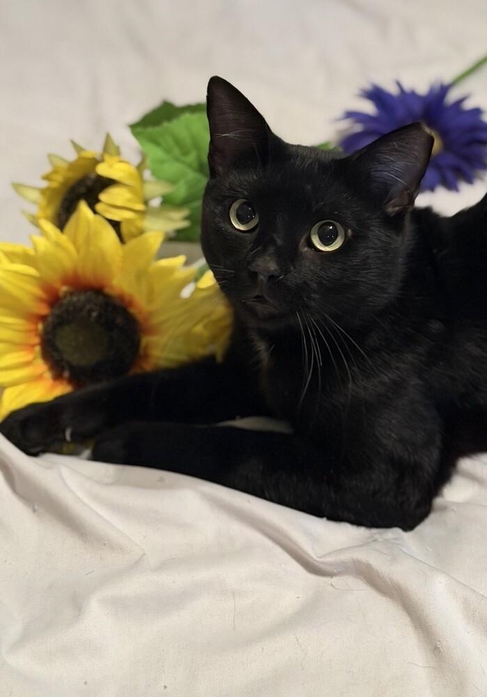 Soot, a Adoptable mixed breed in Little Rock, AR image 3/4