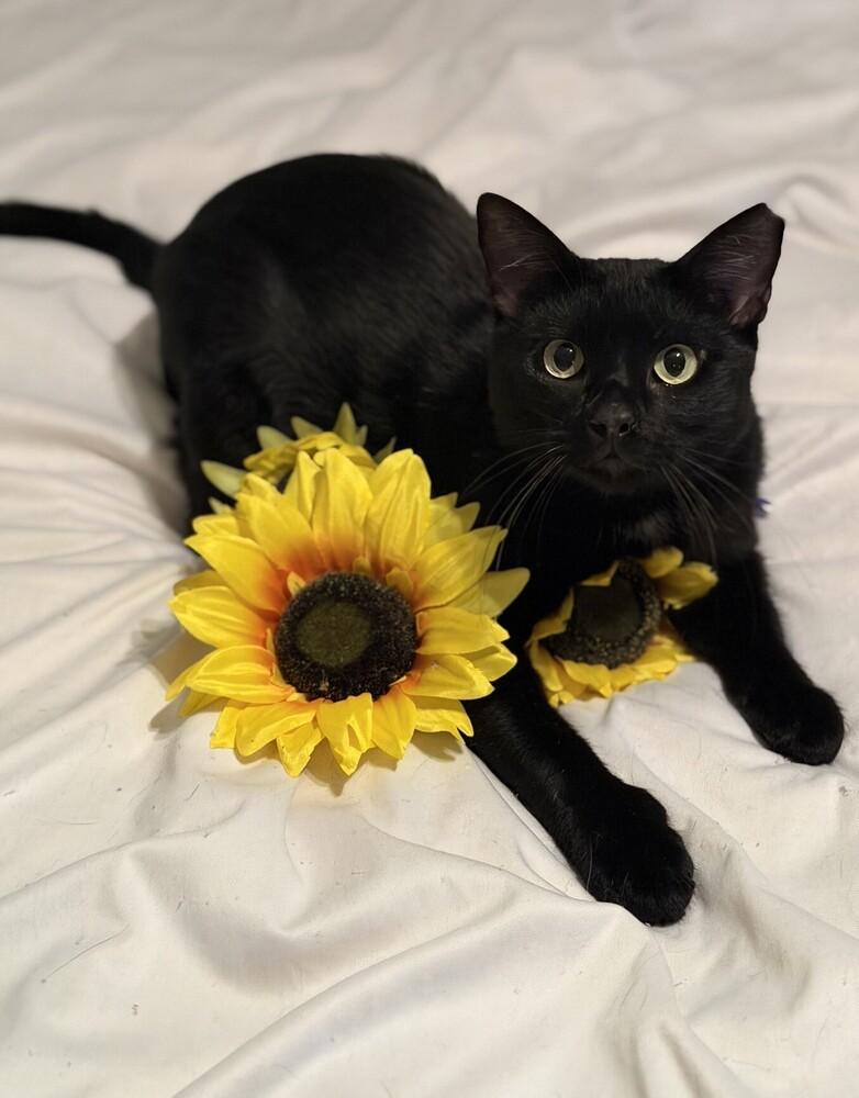 Soot, a Adoptable mixed breed in Little Rock, AR image 4/4