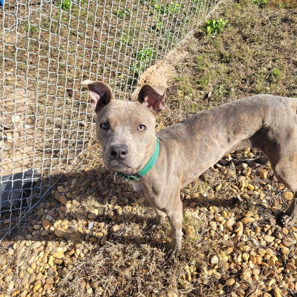 Lola, a Adoptable mixed breed in Freeport, FL image 2/6