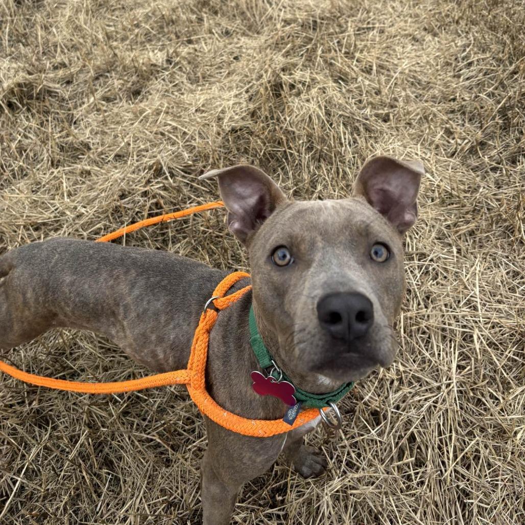 Lola, a Adoptable mixed breed in Freeport, FL image 3/6