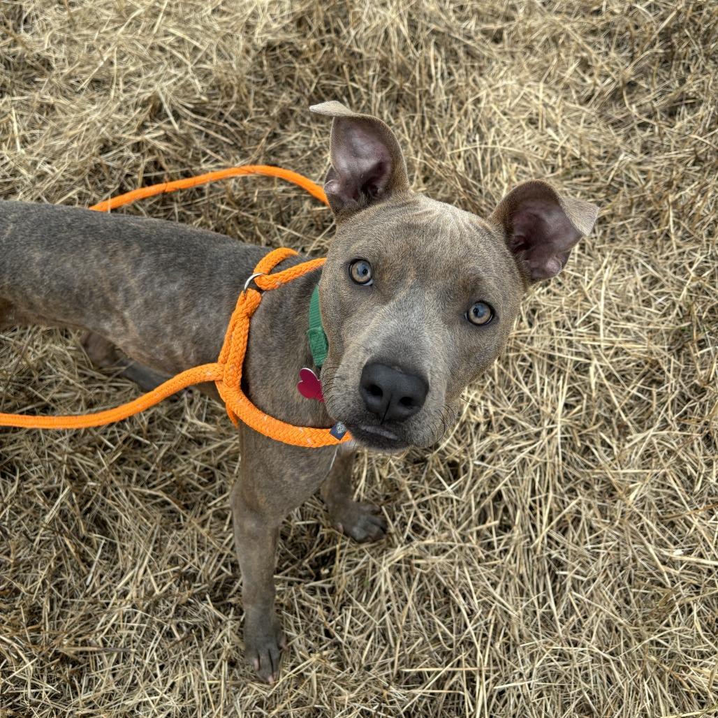 Lola, a Adoptable mixed breed in Freeport, FL image 4/6
