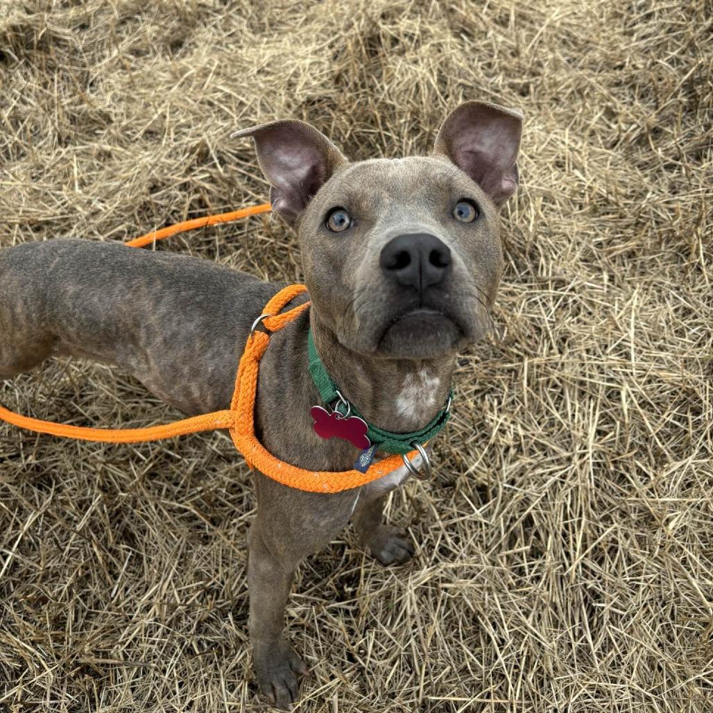 Lola, a Adoptable mixed breed in Freeport, FL image 5/6