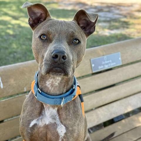 Enlarge Lola, a Adoptable mixed breed in Freeport, FL image 6/6