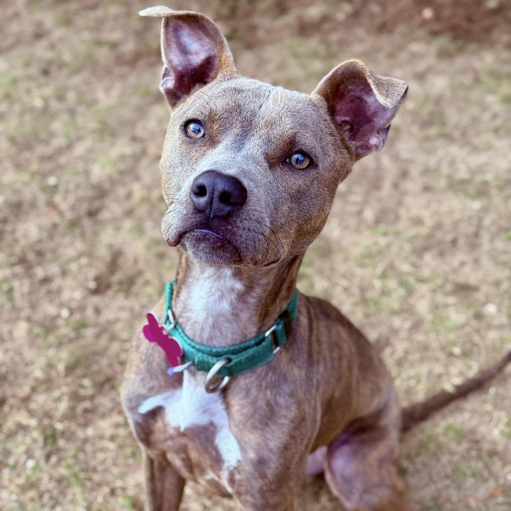 Lola, a Adoptable mixed breed in Freeport, FL image 6/6