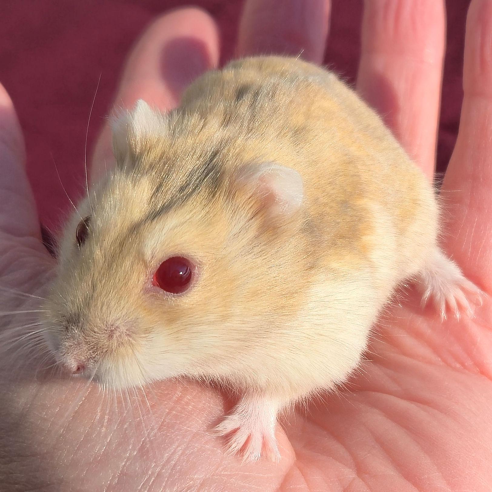 Ralphie, adopted, Young Male Dwarf Hamster.