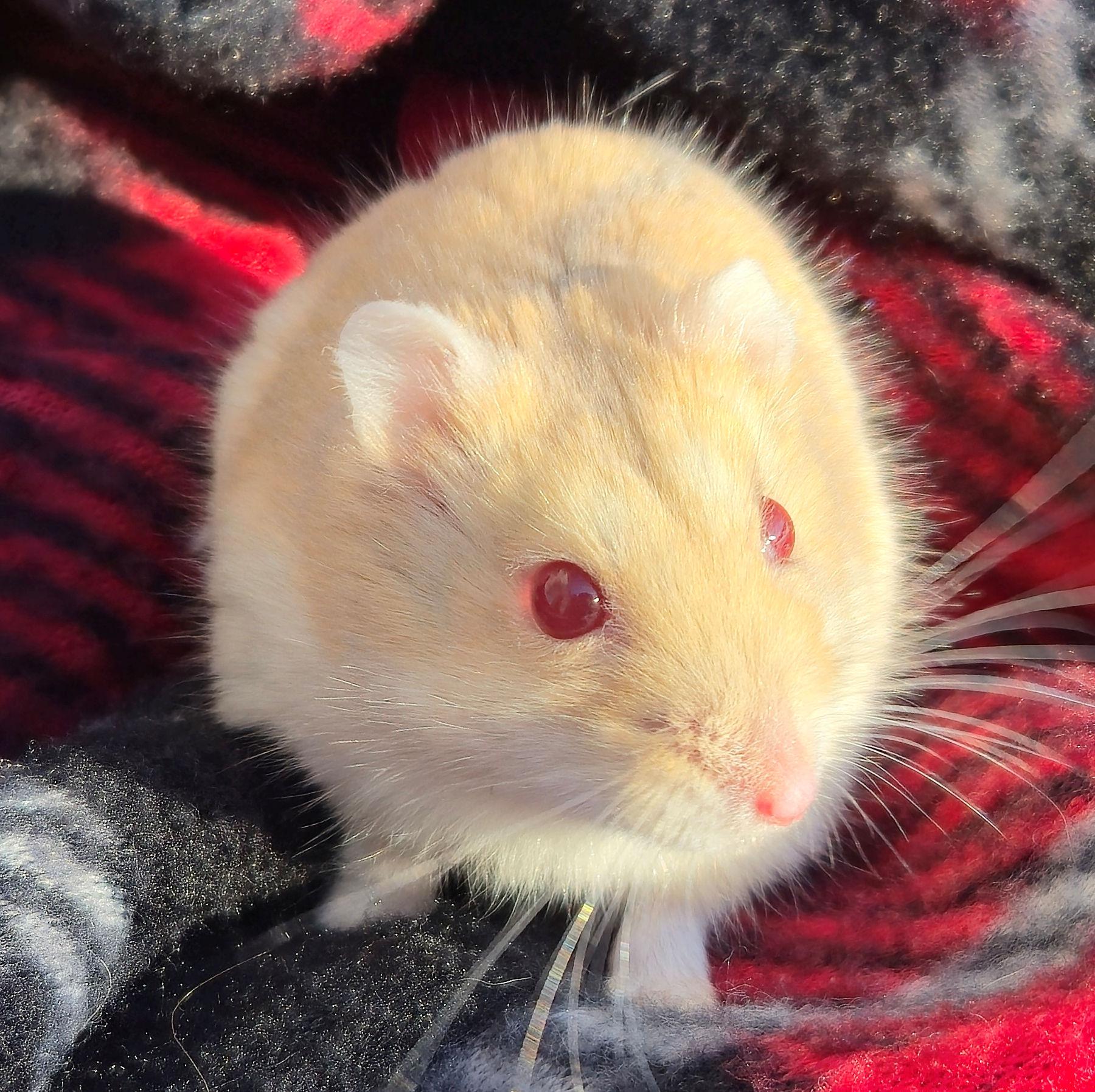 Ralphie, an adopted Dwarf Hamster in Allentown, PA image 2/6