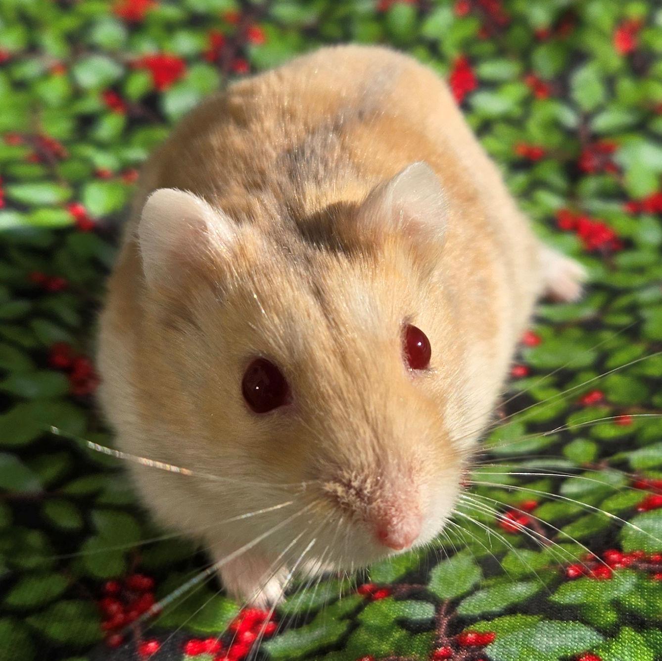 Ralphie, an adopted Dwarf Hamster in Allentown, PA image 3/6