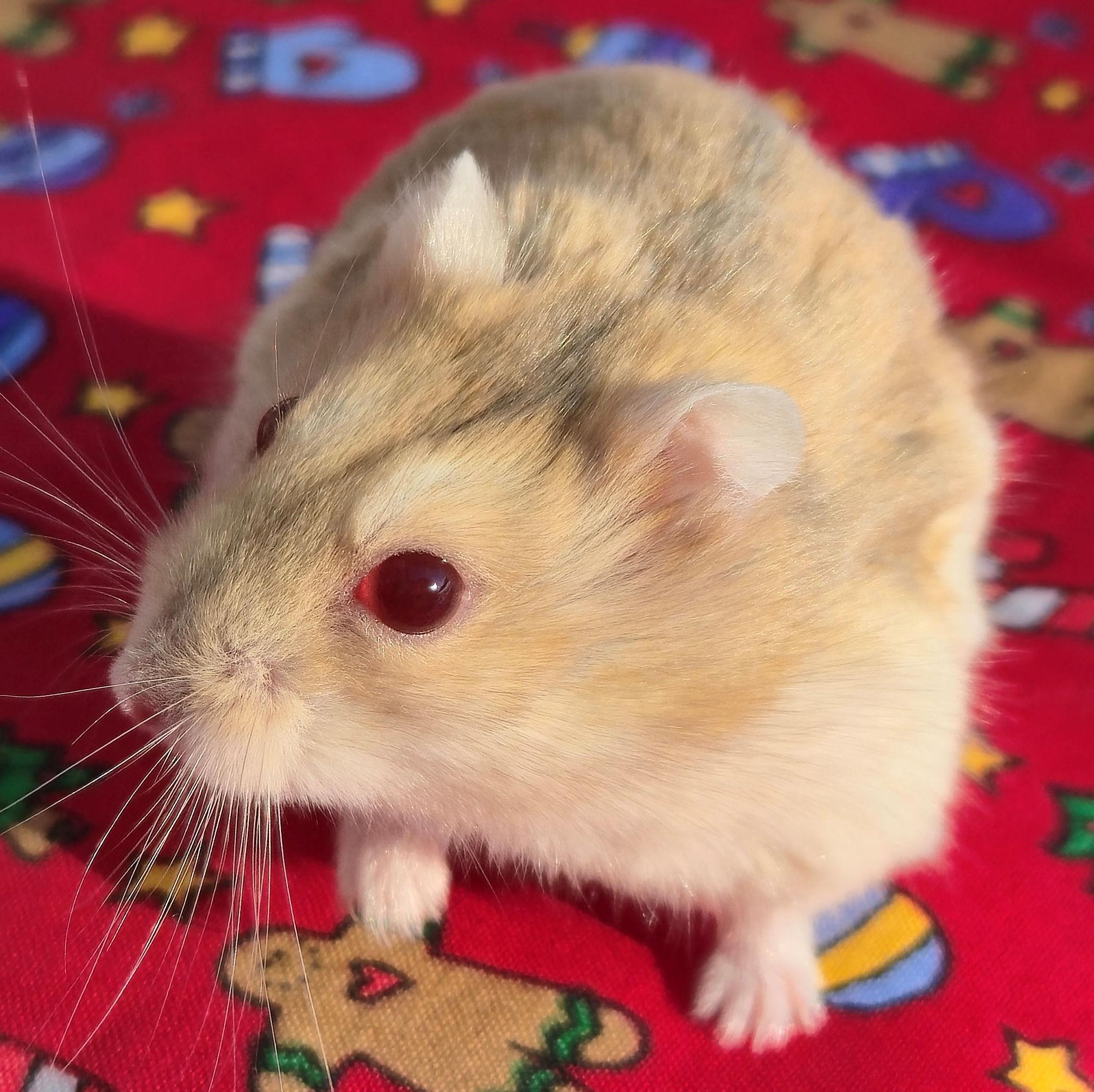 Ralphie, an adopted Dwarf Hamster in Allentown, PA image 4/6