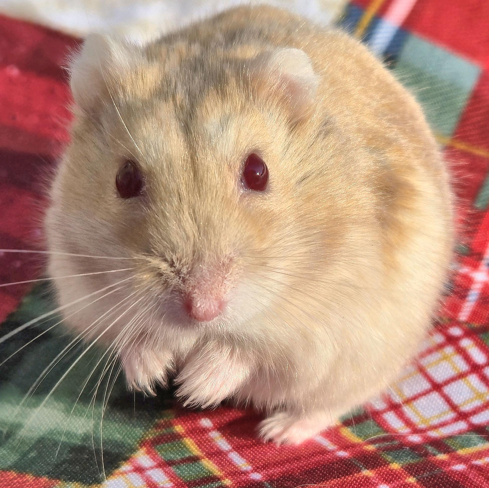Ralphie, an adopted Dwarf Hamster in Allentown, PA image 5/6