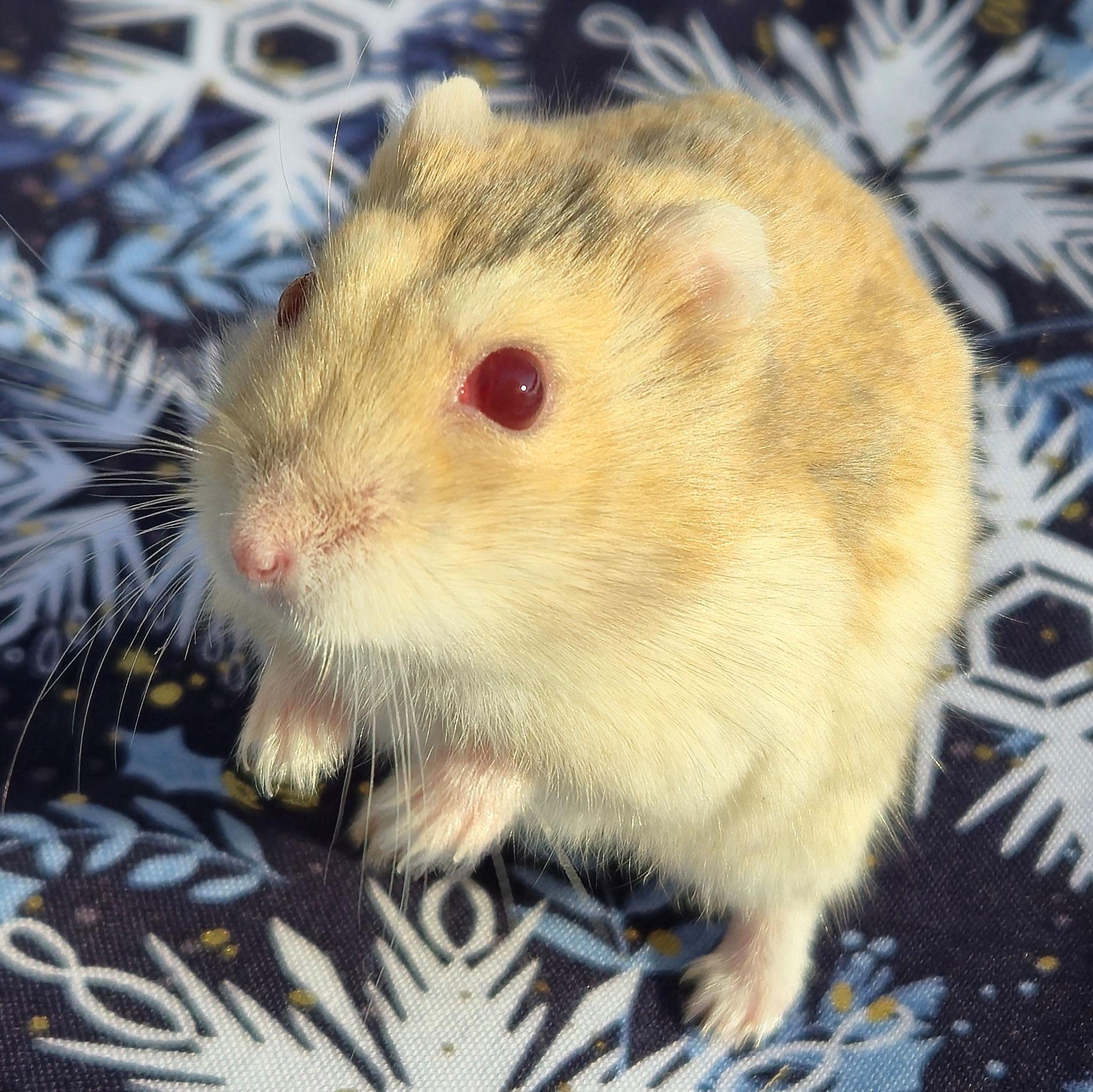 Ralphie, an adopted Dwarf Hamster in Allentown, PA image 6/6