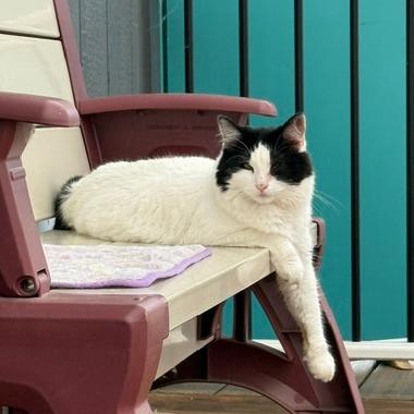 Peanut, Adoptable, Adult Male American Shorthair.