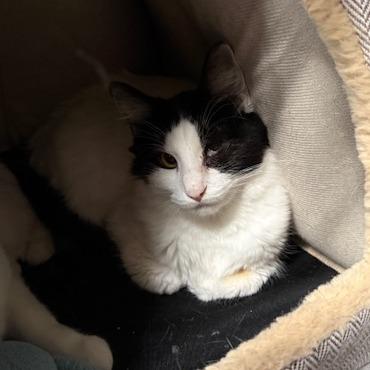 Peanut, Adoptable, Adult Male American Shorthair.