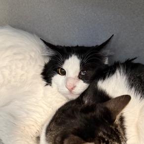 Enlarge Peanut, a Adoptable American Shorthair in Washougal, WA image 2/5