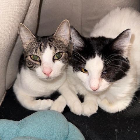 Enlarge Peanut, a Adoptable American Shorthair in Washougal, WA image 2/2