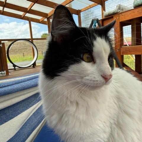Enlarge Peanut, a Adoptable American Shorthair in Washougal, WA image 2/3