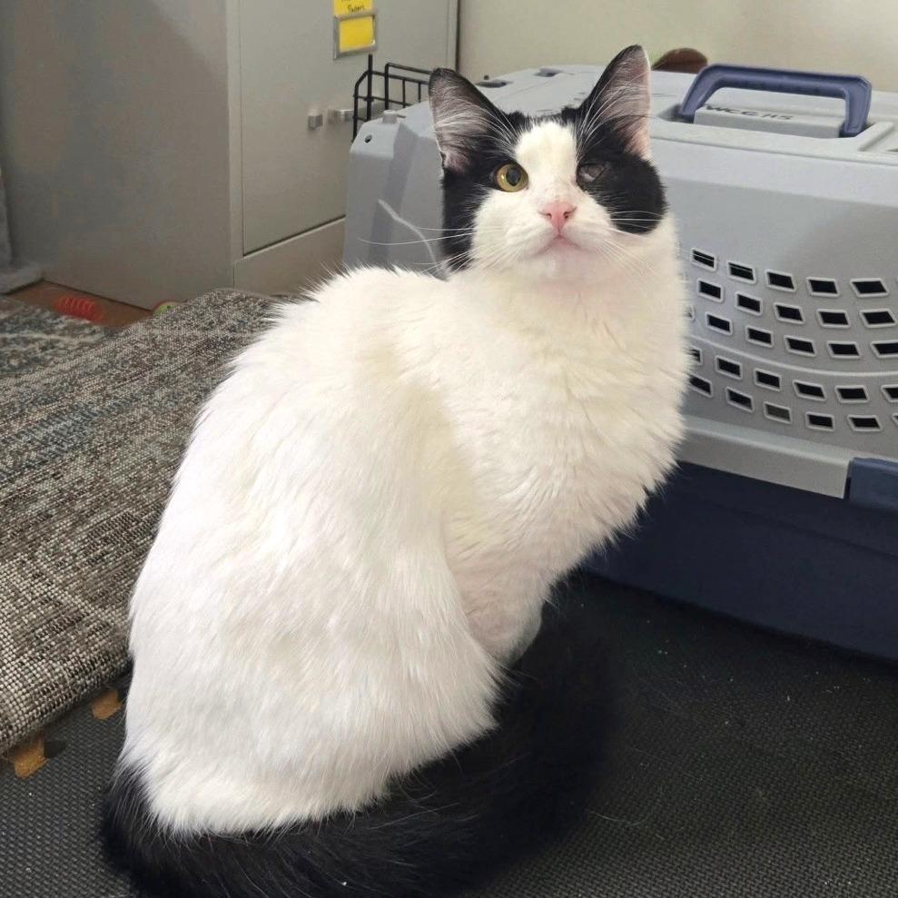 Peanut, a Adoptable American Shorthair in Washougal, WA image 3/4