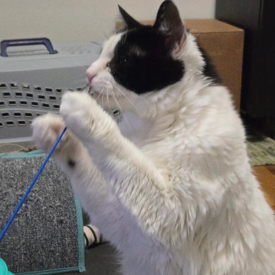 Enlarge Peanut, a Adoptable American Shorthair in Washougal, WA image 5/5