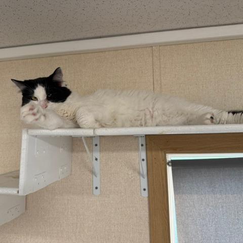 Enlarge Peanut, a Adoptable American Shorthair in Washougal, WA image 3/3