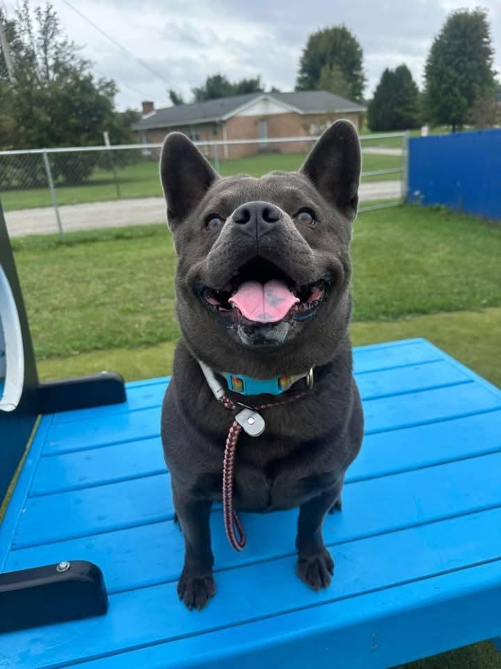 [LAST CALL] Frogger 12/20, Adoptable, Adult Male Chow Chow.